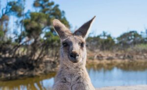 Kangaroo In Phillip Island Victoria Australia